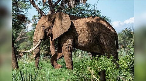 TN Forest Dept deploys 75-member team to capture 'Karuppan'