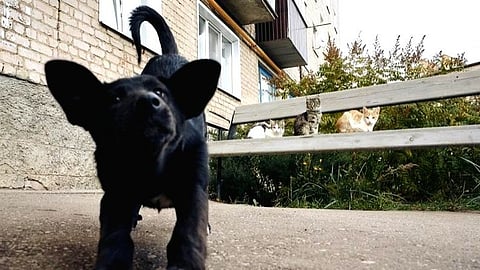 Representative image