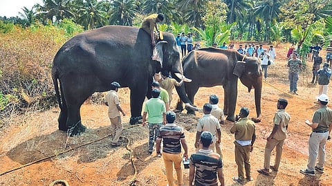 The wild elephant being captured
with the help of kumki Chinnathambi