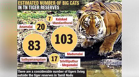 TN lost 17 tigers since 2020; two poisoned, one poached