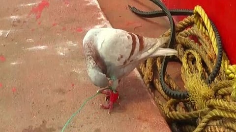 Pigeon with camera, chip fitted on leg was caught by fishermen.