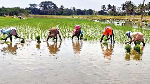 Representative image of organic farming