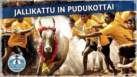 Jallikattu in Pudukottai ahead of temple festival