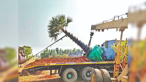 A palm tree being translocated