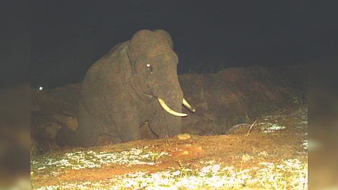 Wild elephant Karuppan seen at night when it comes to raid crops in farms near STR