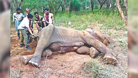The pregnant elephant which died in Dharmapuri