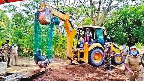 The carcass of the calf being taken out of the tank