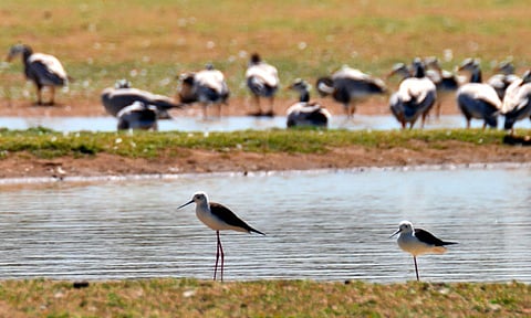 Representative image