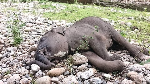 Carcass of an elephant calf found in Karamadai forest range on Monday