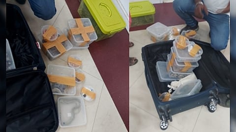 Customs officials arrested a woman at the Chennai airport with 22 snakes of various species