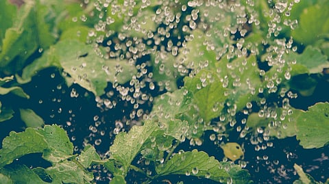 Representative image