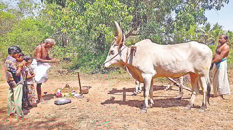 The fresh ploughing ritual being held in Thanjavur on Friday