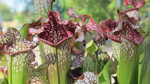 Carnivorous plants