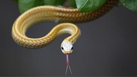 Representative Image