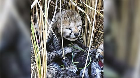 Two-month-old cheetah cub dies in Kuno Park