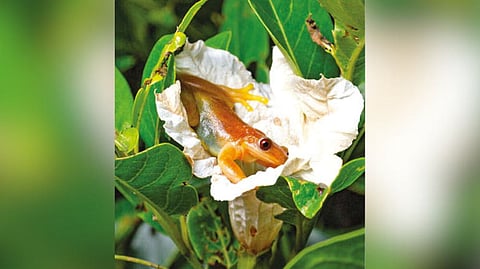 Fruitarian frogs may be doing flowers a favour