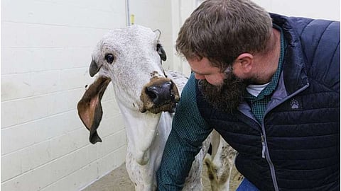 Gene-edited calf Ginger