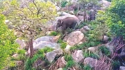 The two wild elephants spotted at Palnankuppam at base of Yelagiri hills on Tuesday