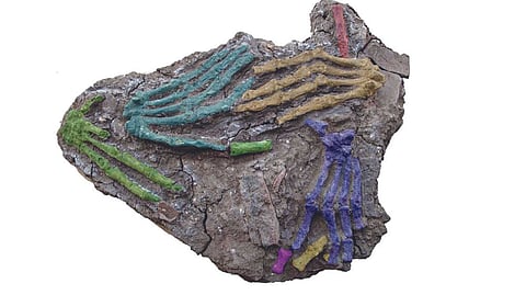 In ancient Egypt, severed hands were spoils of war