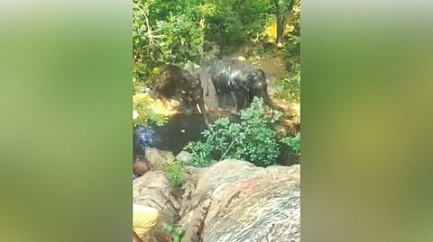 The two wild elephants seen bathing near Jolarpet