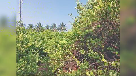 A lemon grove at Villiseri