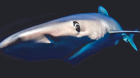 Higher altitude Is it a bird or a plane? How nature inspires green design