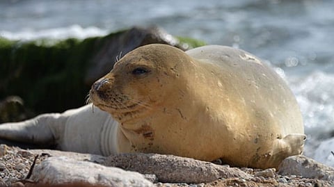 Endangered monk seal spotted on Israeli beach.
