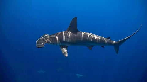 The Chill Factor How deep-diving sharks stay warm in the abyss