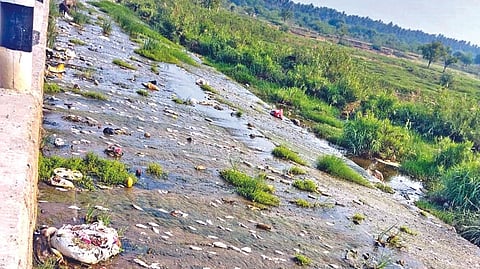 Dead fish seen in the spillway of Palar river causeway connecting Tirupattur and Vellore