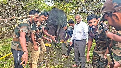 Collector Baskara Pandian with forest officials and one of the captured elephants at Thippasamudram