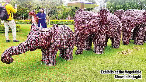 Brinjal jumbo cynosure of Kotagiri veg show