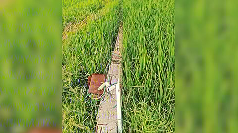 The fallen concrete power pole covered by paddy crop at a farm in Punnai near Nemili