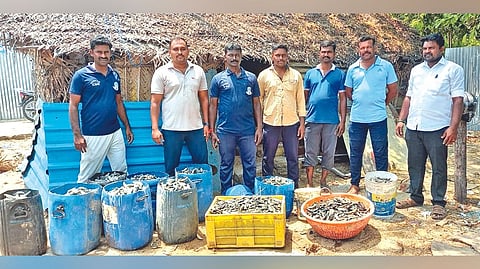 Seized sea cucumbers in containers.