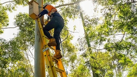 Sydney installs nesting boxes to protect wildlife
