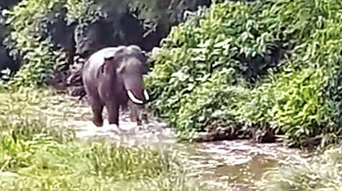 Representative image