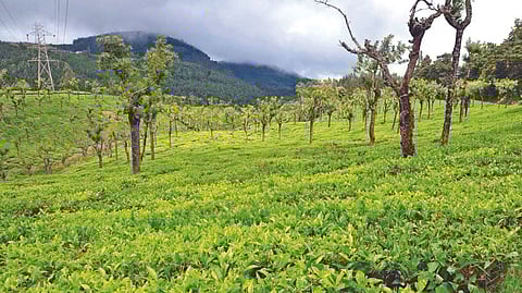 View of a tea estate in Coonoor, The Nilgiris
