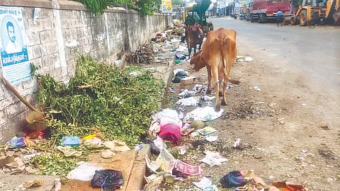 Cattle roaming around the garbage mound on Pozhichalur Main Road