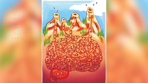 Subterranean royalty: All hail the king