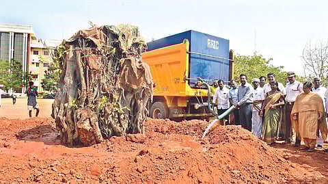 Thanjavur Collector Dinesh Ponraj Oliver watering the replanted banyan tree