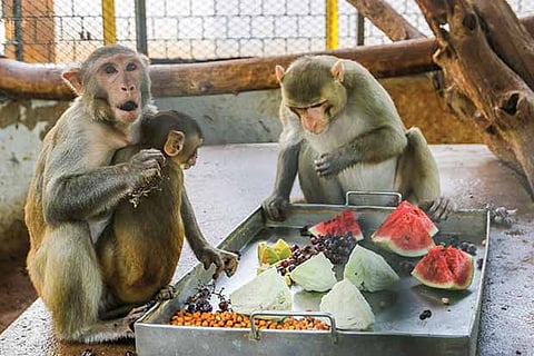 Monkeys enjoy a fruity meal to beat the heat at Guindy Children?s Park