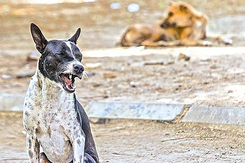 Population of stray dogs is increasing, yet residents allege no steps are taken to rein them in