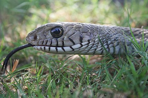 A rat snake found near Perungudi dump yard recently