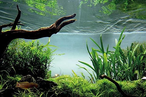 Aquariums that help connect with nature