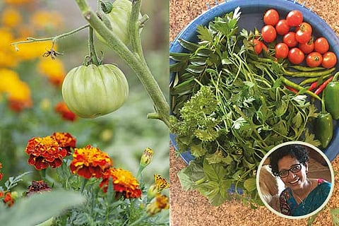 Produce from Malathy?s (inset) garden; marigold makes a good companion for tomatoes