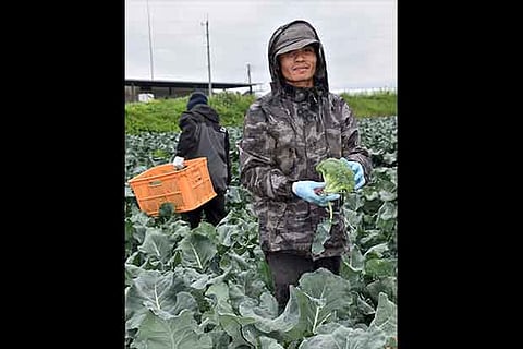 Regulatory vacuum bane of dealing with GM foods: FSSAI