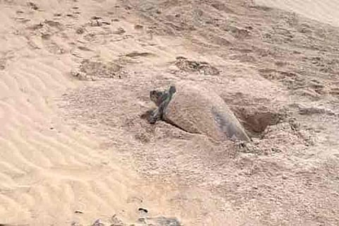 The turtle lays eggs in Muhilankudiyiruppu on the western coast of Kanniyakumari district