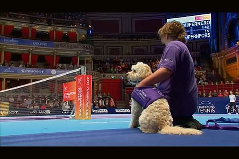 Canines play role of 'ball dogs' at London tennis event