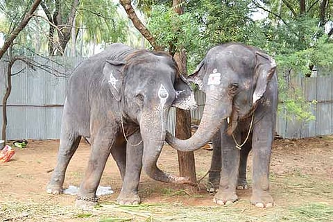 Two playful elephants at the Thekkampatty camp