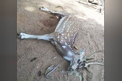Carcass of a spotted deer found in the campus