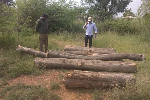 Forest officials inspecting the logs in university premises in Tiruvarur on Wednesday